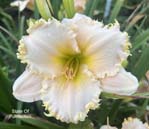 State of Purrfection